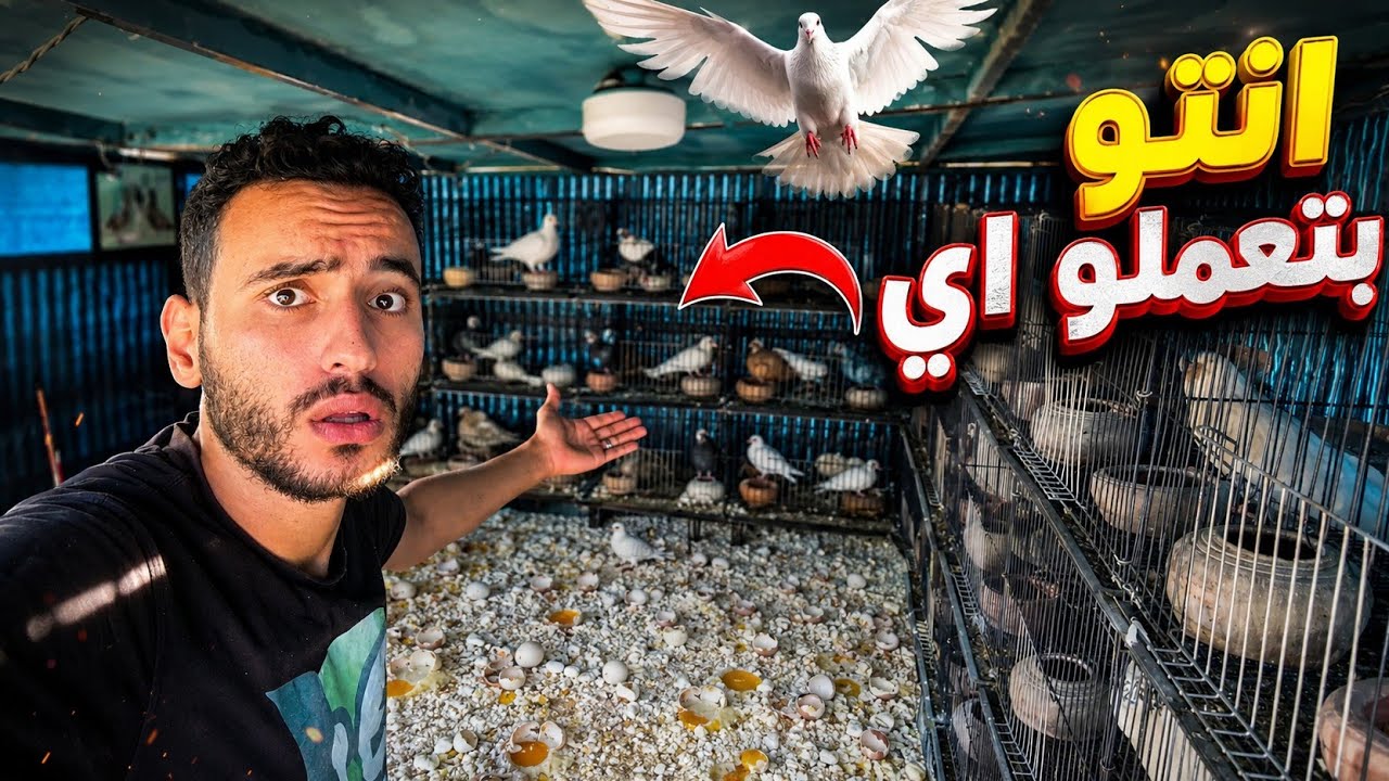 الحمام كسر البيض كله 😱 طلع عيني معه !!