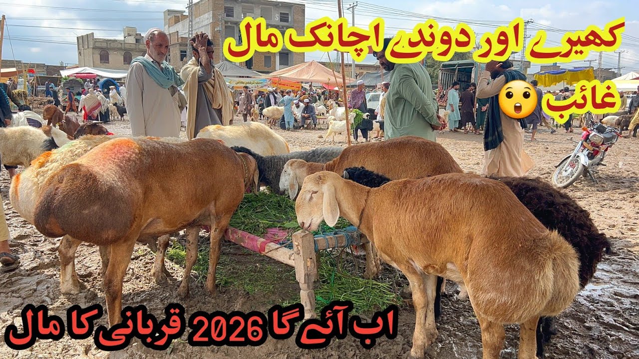 Kohat Biggest Dumba Market- 2026 Qurbani Ka Season Start March 29, 2026