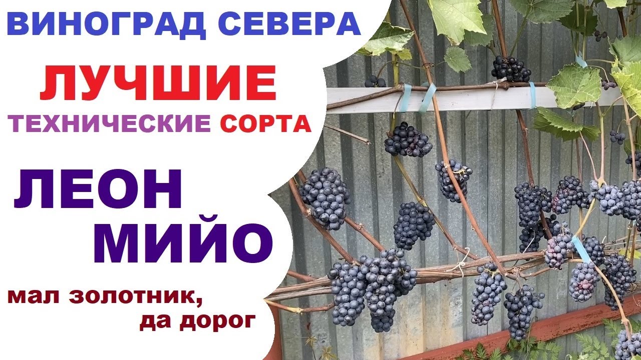 Виноград Леон мийо в северном Подмосковье или болезням не подвержен, но осами любим