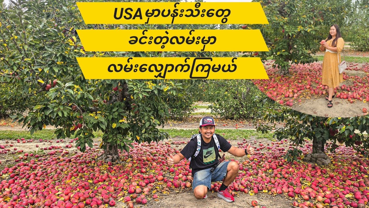 အမေရိကားမှာပန်းသီးတွေခူးမယ့်လူမရှိလို့ကြွေကြနေတဲ့ပန်းသီးခြံအလည်သွားမယ်