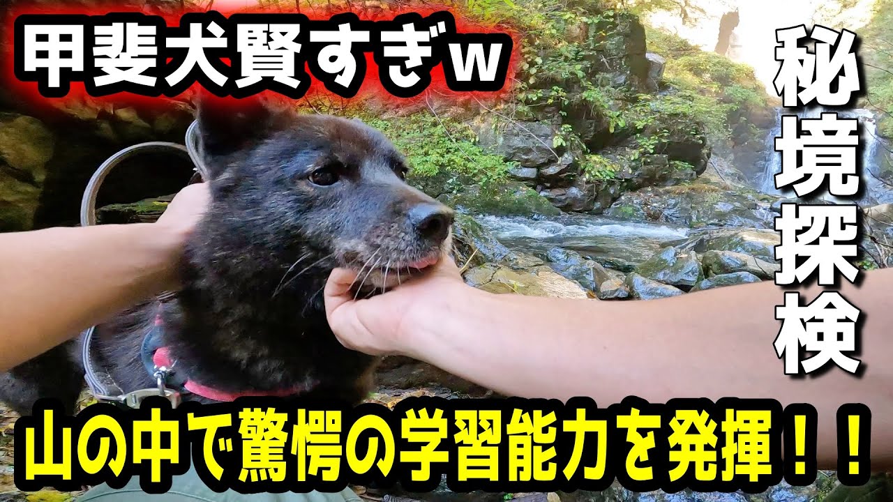 【驚愕】甲斐犬と秘境を山登りしたら学習能力が高すぎてビックリしました【賢い犬】【甲斐犬一休と男旅：南アルプス編　第２話】