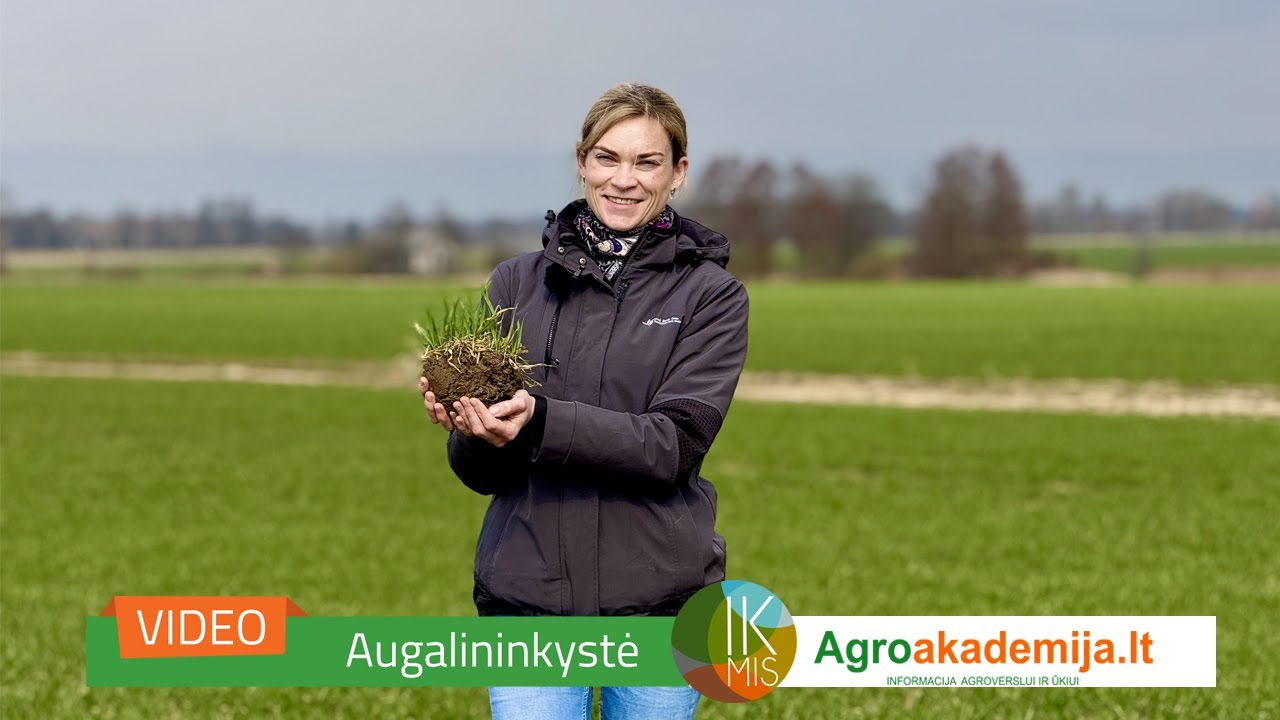 IKMIS 2025: agronomo patarimai 14 metų savaitę