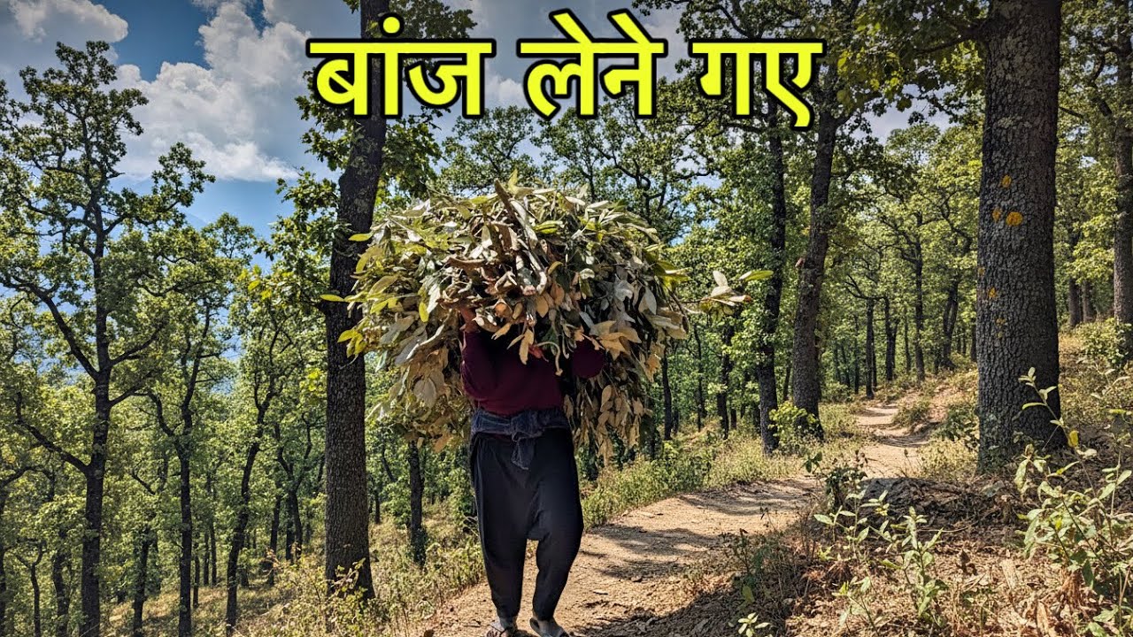 Jungle gaye aaj baanj lene 😌