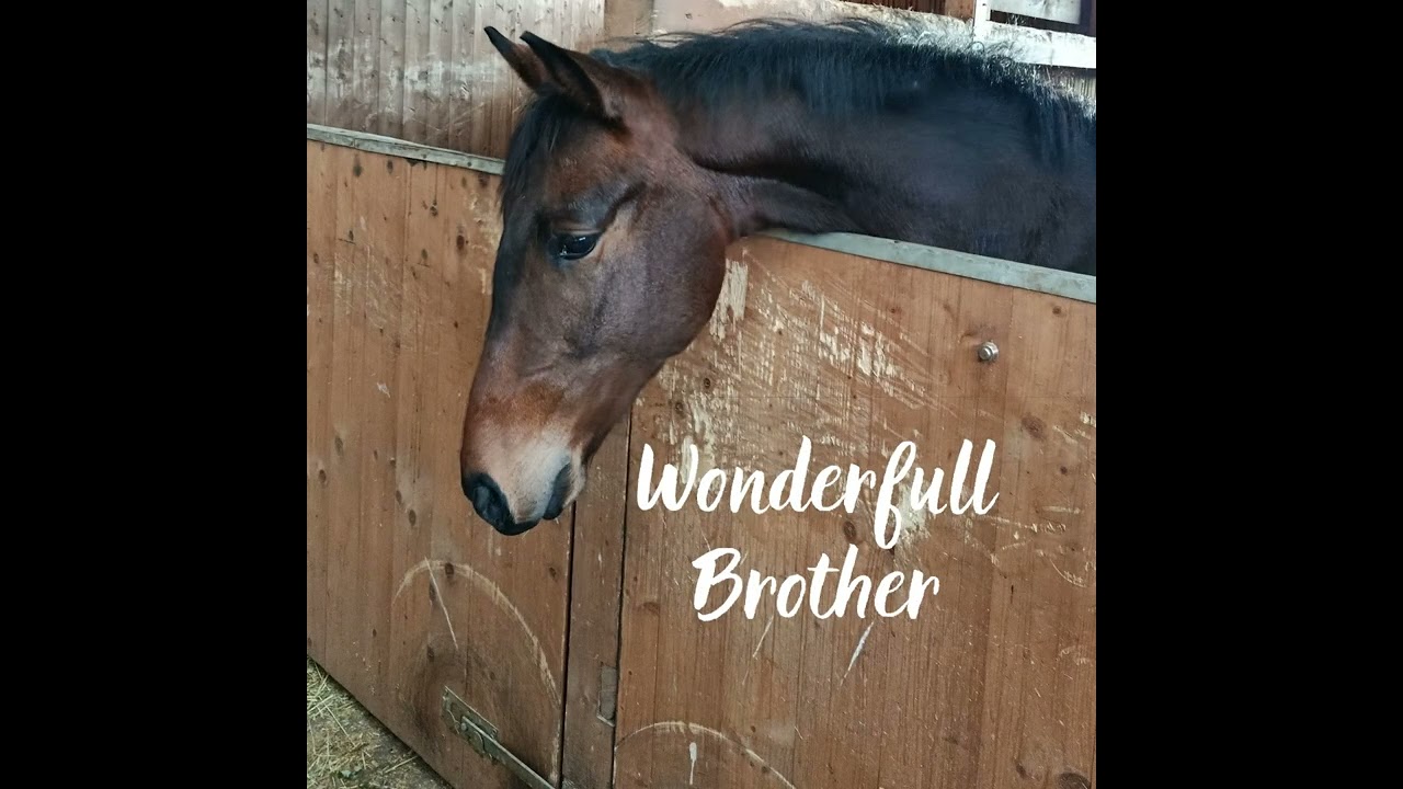 Naše koně  Wesna a Wonderfull Brother 