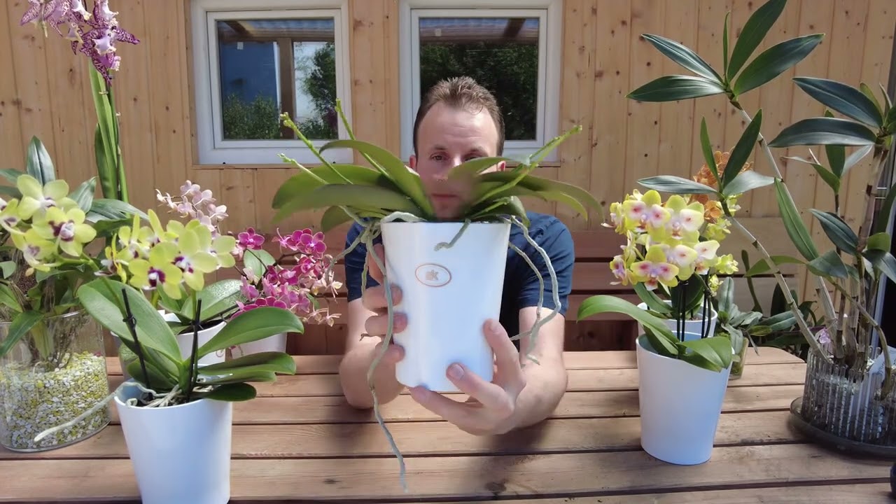 Rivelata la verità segreta sui vasi di orchidee