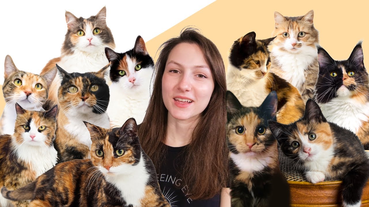 6 фактов о трёхцветных кошках, которые вы (вероятно) не знали