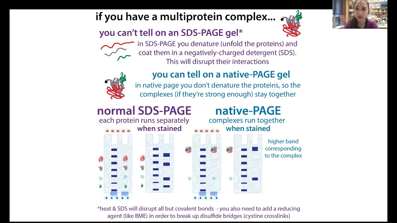 Native PAGE (PolyAcrylamide Gel Electrophoresis) & Blue Native PAGE