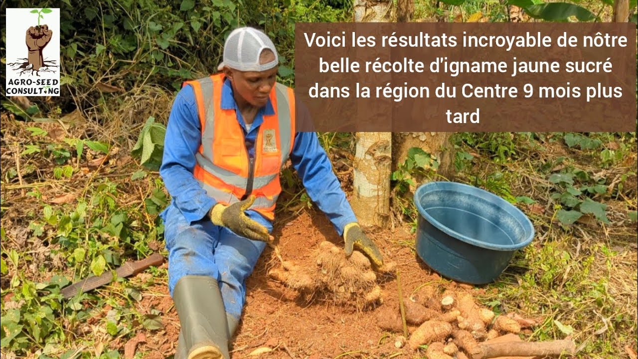 Commençons l'année par notre belle récolte d'igname jaune 9 mois plus tard dans la région du Centre