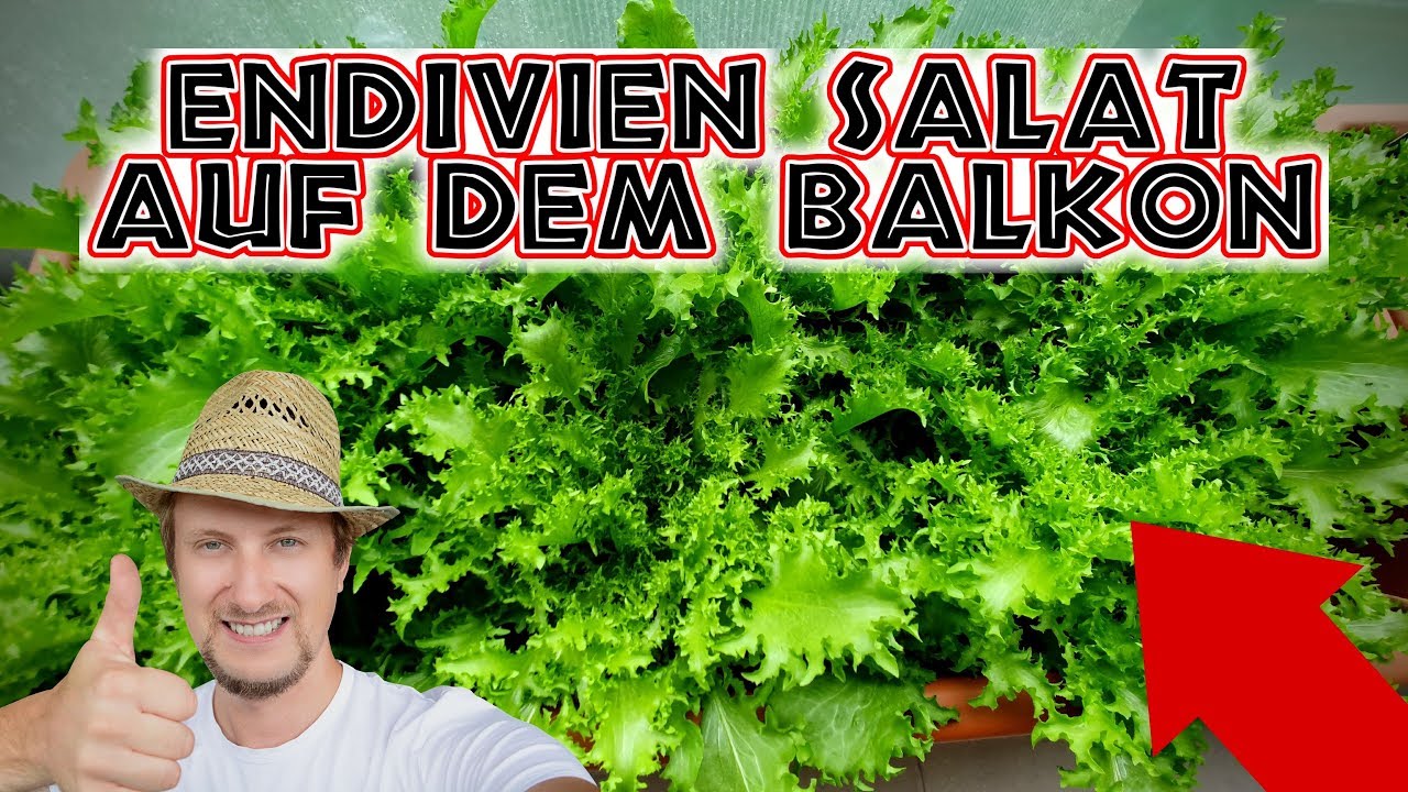 Endivien Salat anbauen 🥗 Wintersalat auf dem Balkon Garten