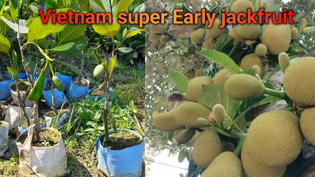Vietnam super Early jackfruit || best quality Plant all India supply |