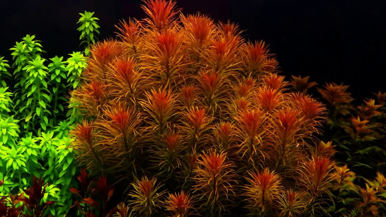 Dutchstyle planted aquarium