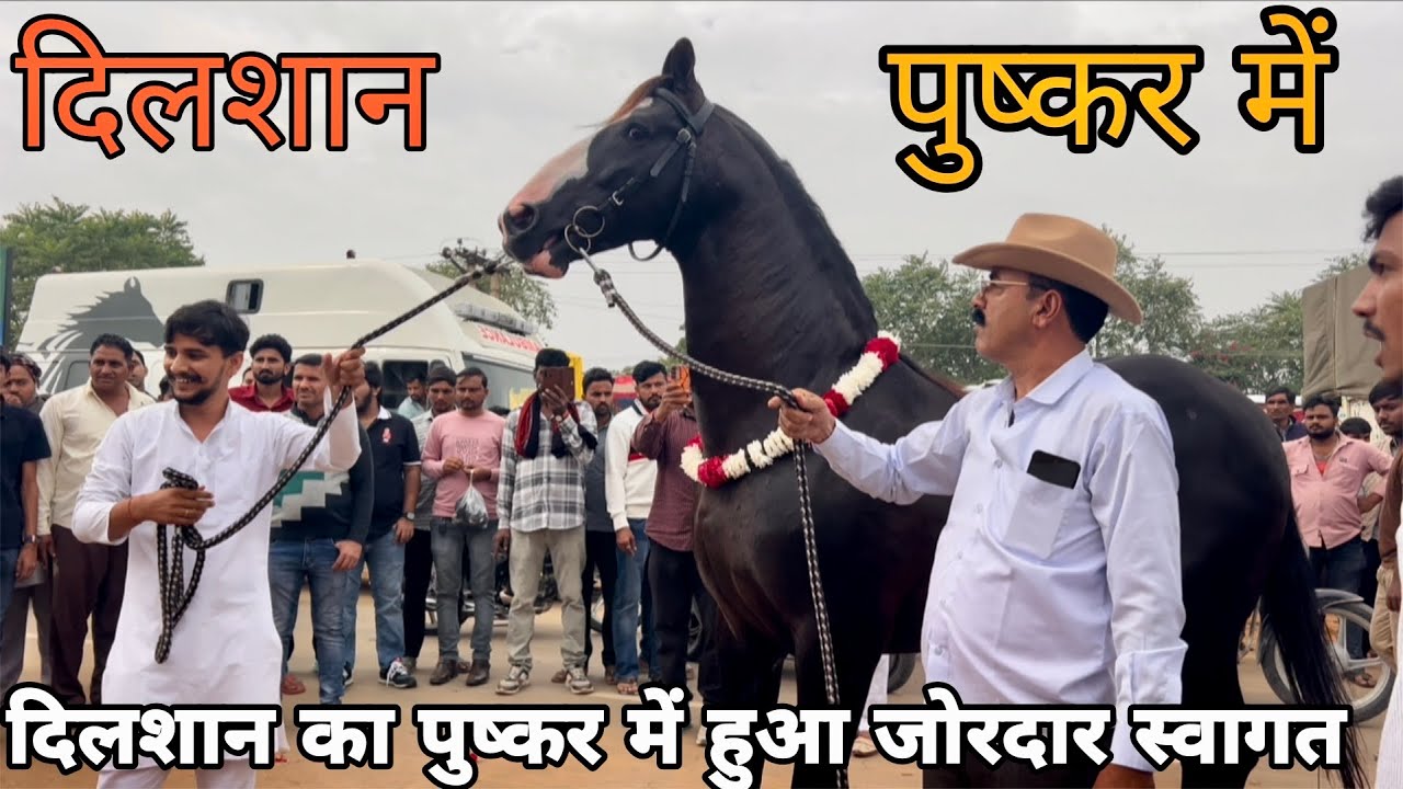 8 साल बाद फिर से लोटा स्टैलियन #दिलशान #पुष्कर में 