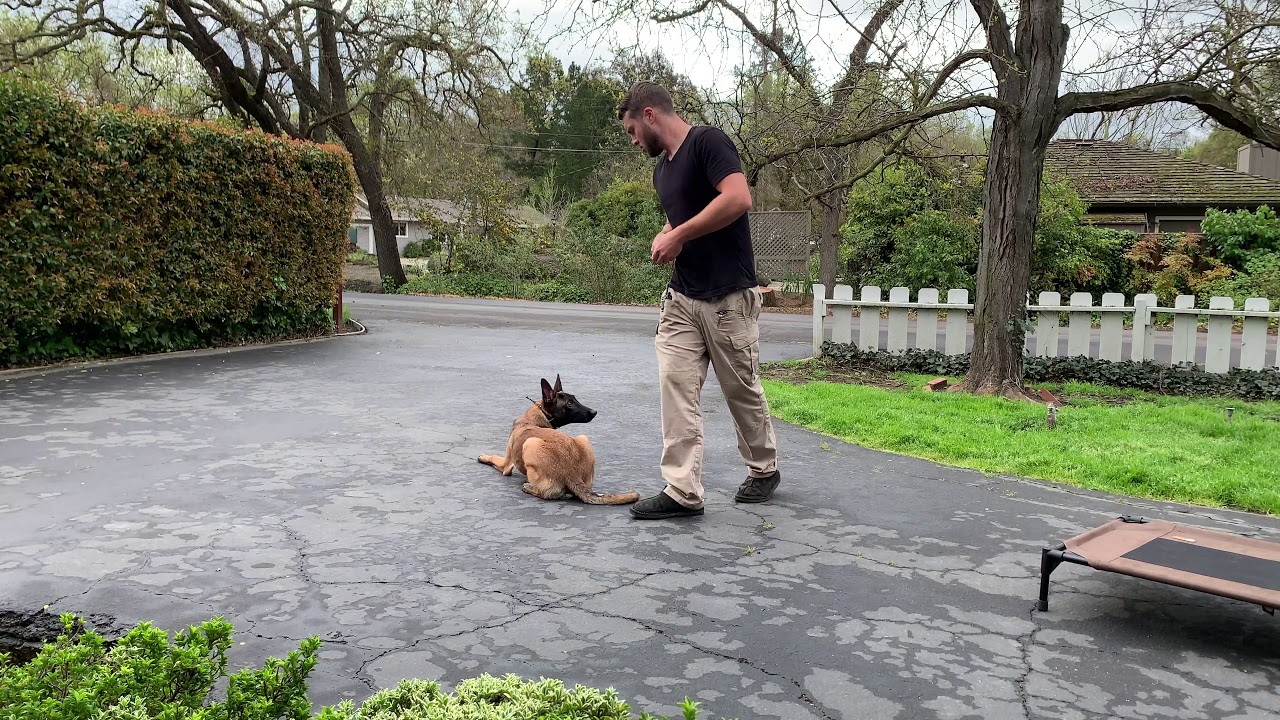 Solenya vlog 4: Sit, Stand, Down, Focus Heeling, Contact Heeling