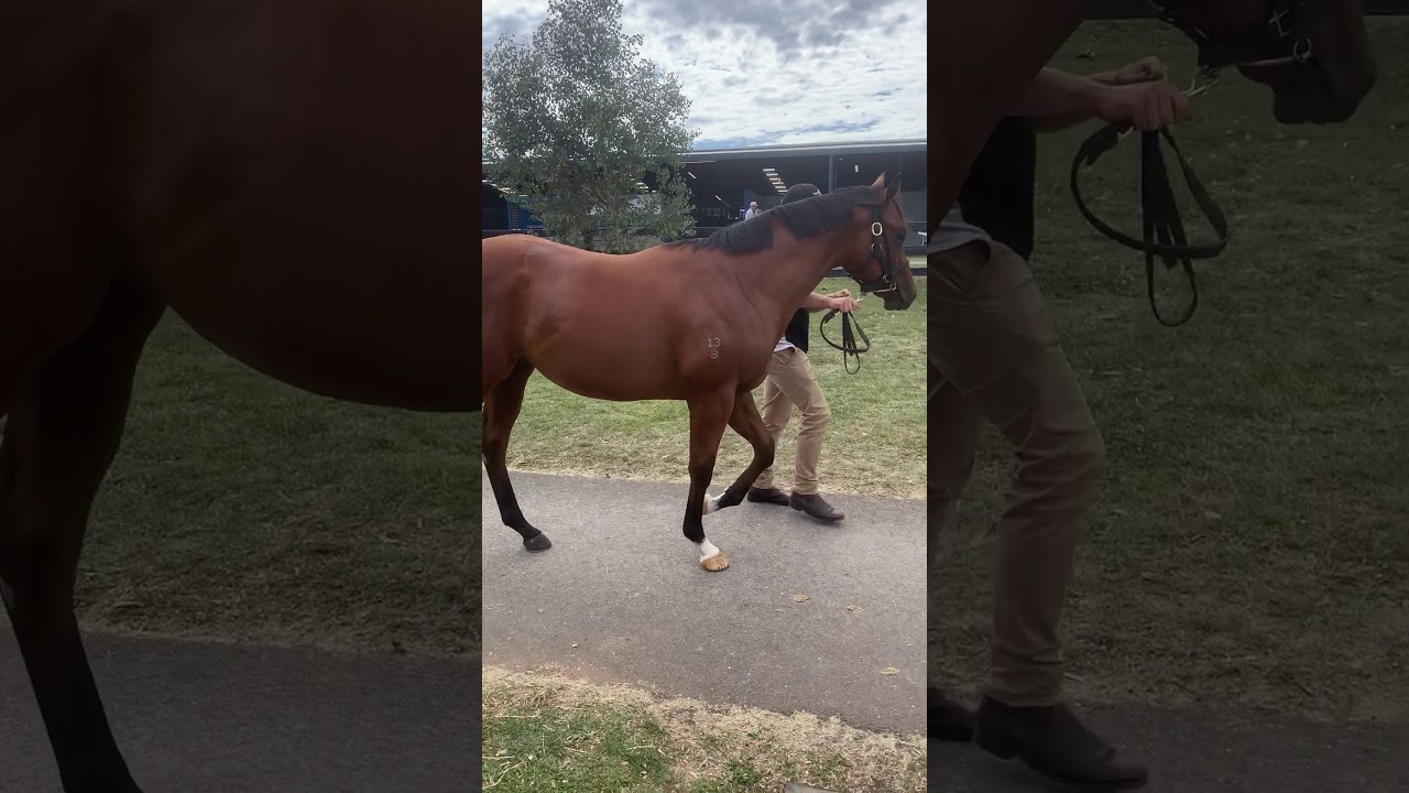 Lot 277 Inglis Premier Yearling Sale