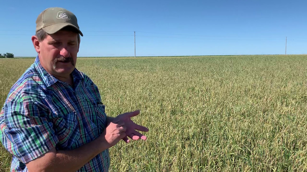 400  Farmer explains hail damaged crop insurance