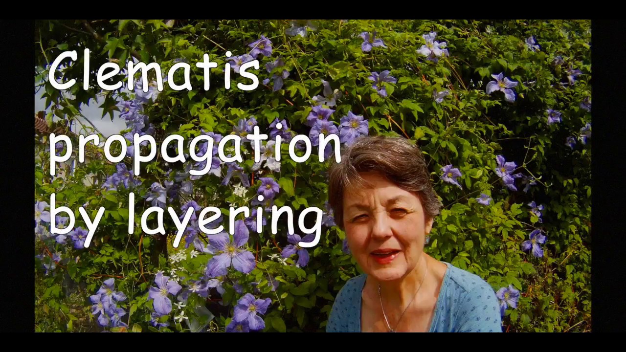 Clematis propagation by layering