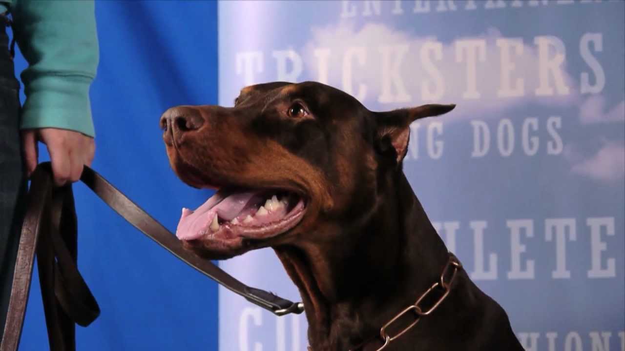 Handsome Doberman Chase Gives Paw and Other Tricks