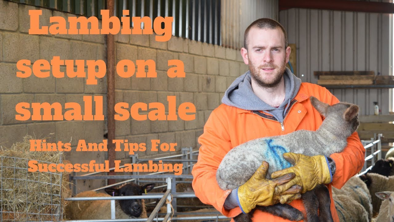Lambing On A Small Scale Hints And Tips For Successful Lambing.