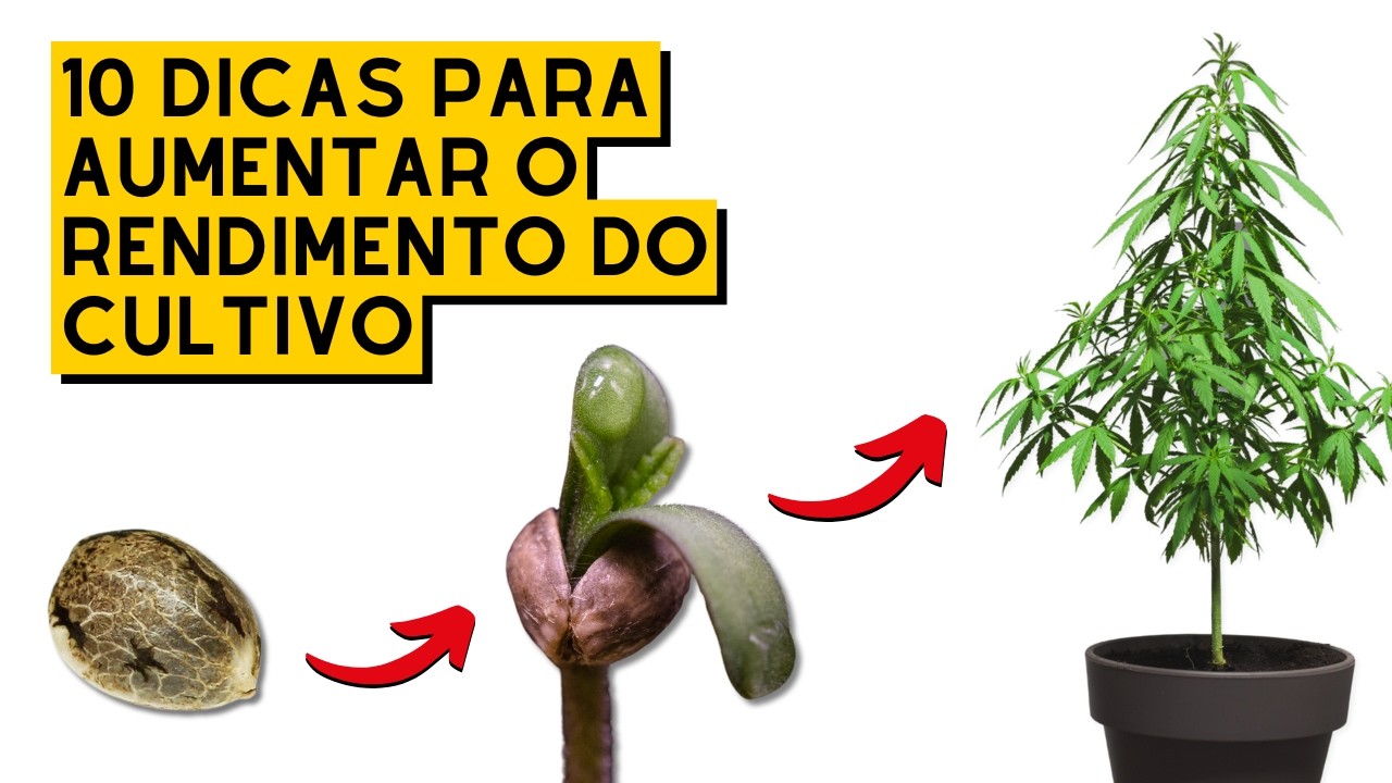 APRENDA como COLHER mais CANNABIS em menos TEMPO