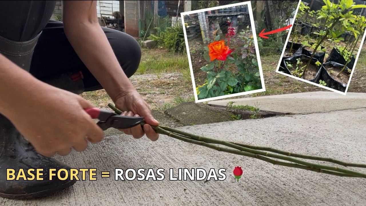 O Segredo Para um Enxerto de Rosa Dar Certo Começa Aqui (Base Forte = Rosas Mais Bonitas 🌹)
