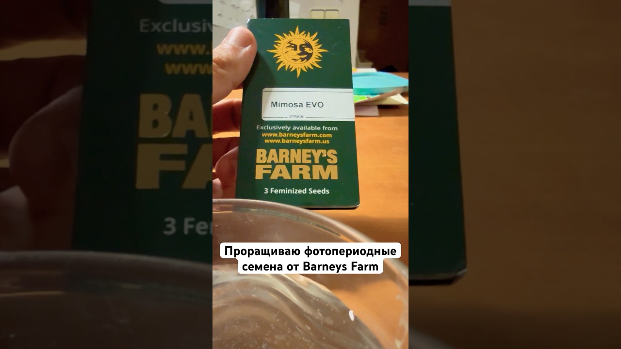 Как я проращиваю семечки MimosaEvo от Barney&rsquo;s Farm | Полный процесс 🌱