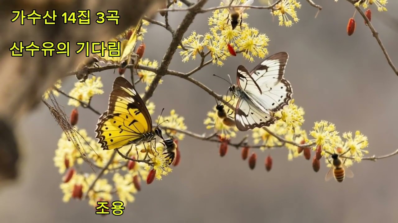 🌸가수산 14집 3곡 🎵산수유의 기다림 #오리지널곡 