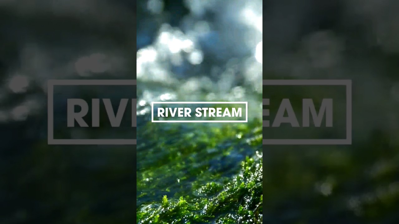 🌊🐦🌳 River Stream Sounds #relaxation #naturesounds #asmr #meditation #sleep #music #nature #birds