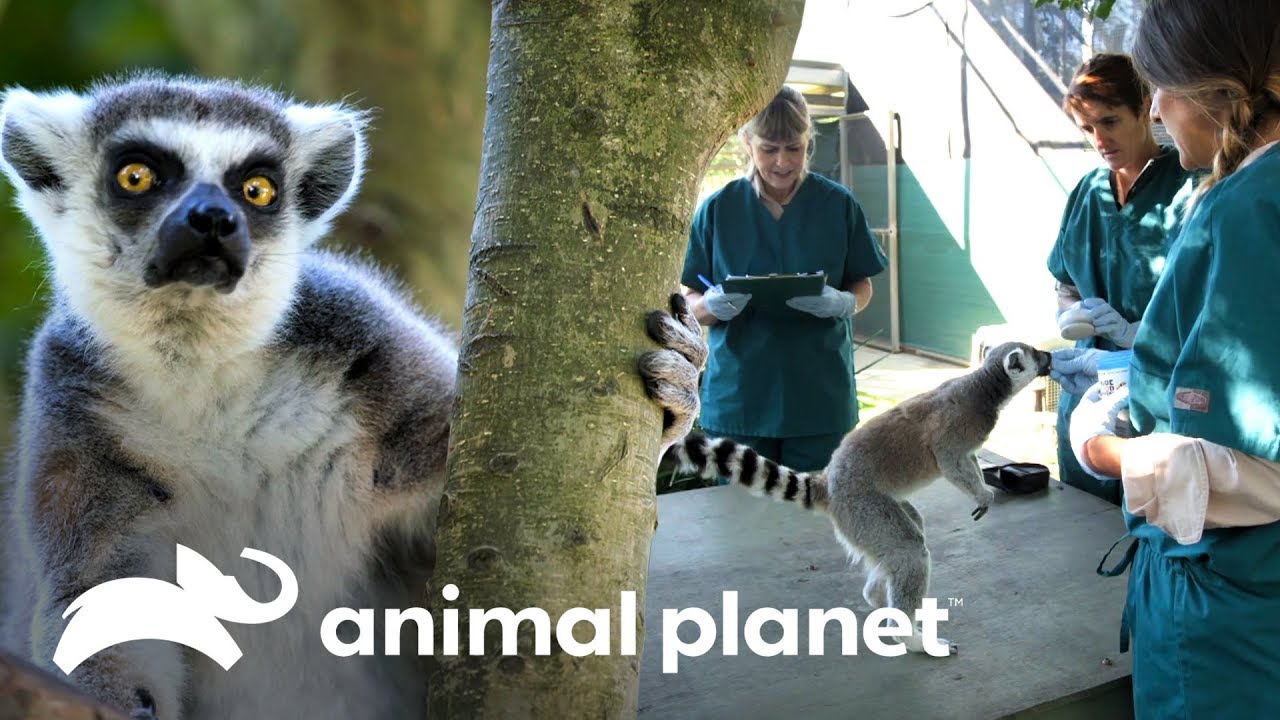 ¡Lémures machos tienen nuevo hogar en Madagascar! | Los Irwin | Animal Planet