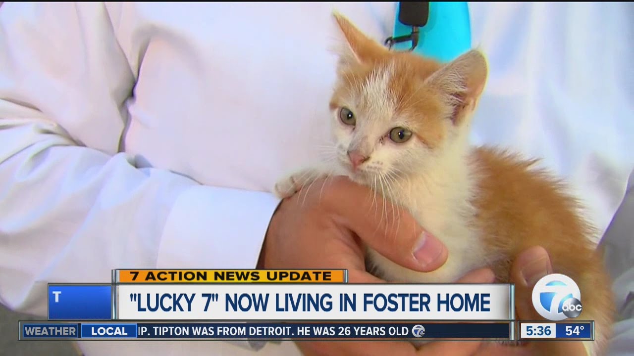 Where is the kitten that crashed our WXYZ-TV live shot? An update on 