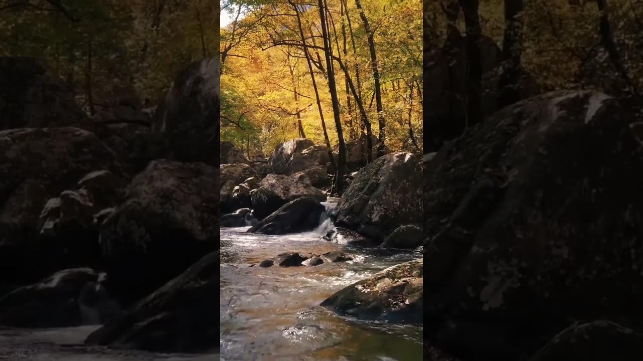 #4kvideo #nature #naturvideo #shortvideo #short