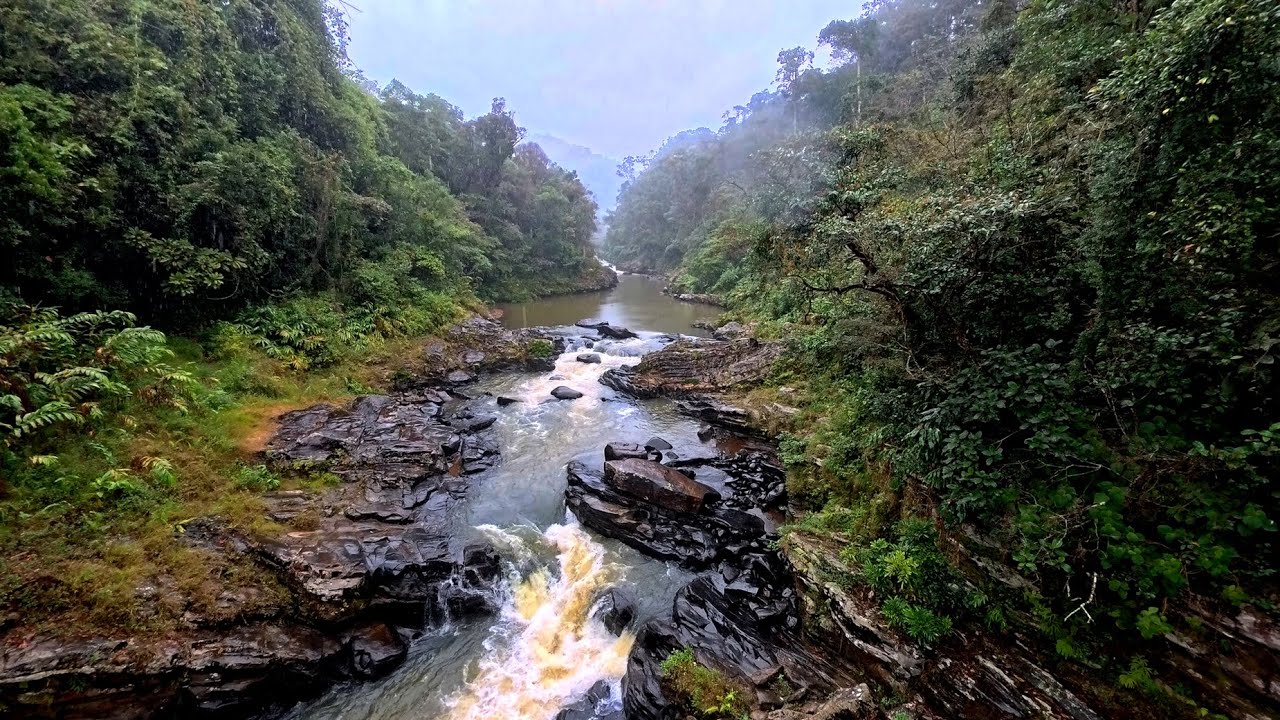 035 Madagascar, Parc National de Ranomafana sous la pluie