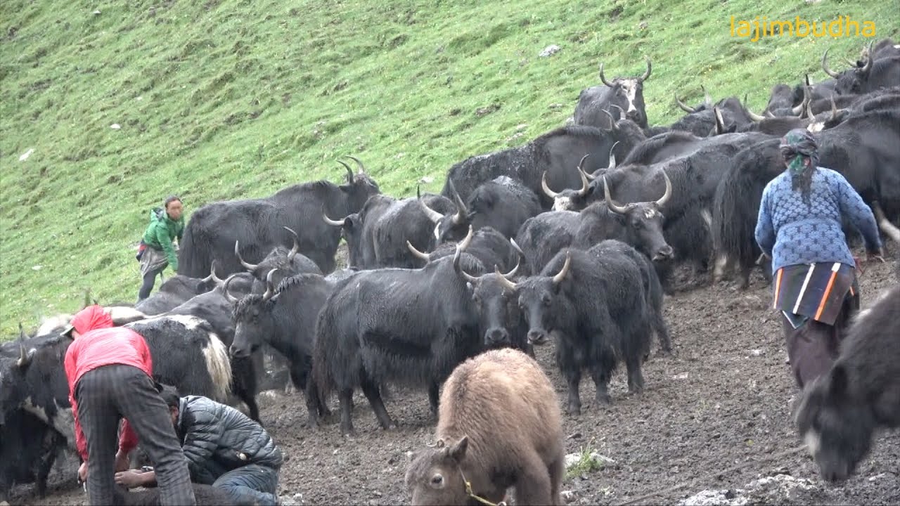 the yak farm || Nepal || dolpa || lajimbudha ||
