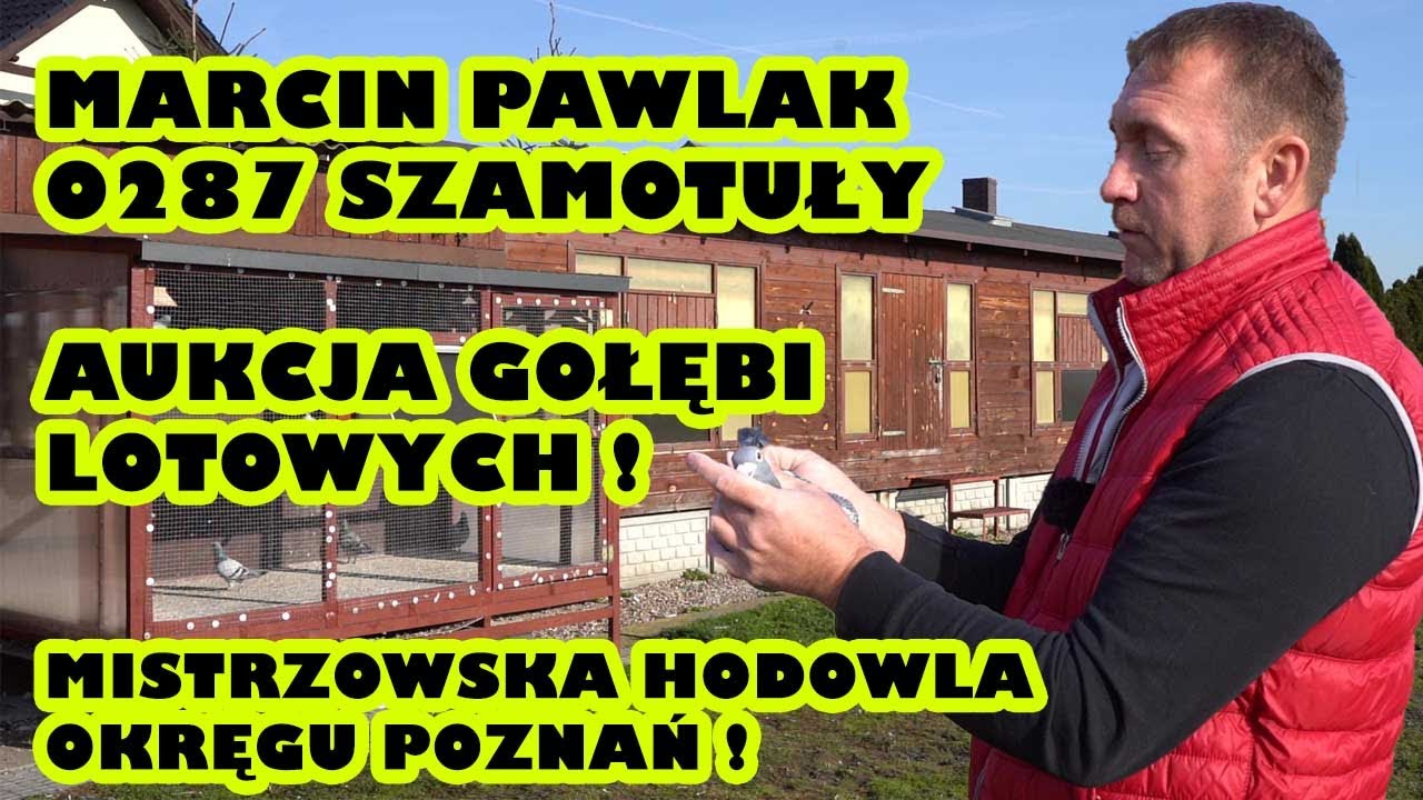 Marcin Pawlak - 0287 Szamotuły | Aukcja gołębi lotowych / Mistrzowska hodowla Okręgu Poznań!