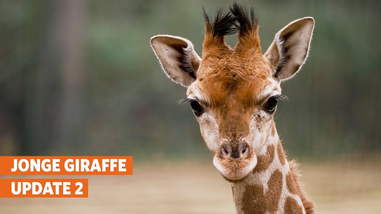 Jonge giraffe zet eerste stapjes buiten