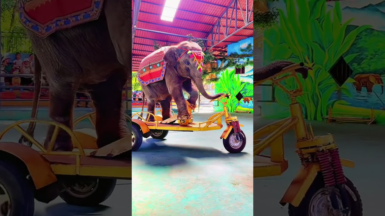 हाथी के साथ खेल  |  game with elephant | MobileMasterMintu