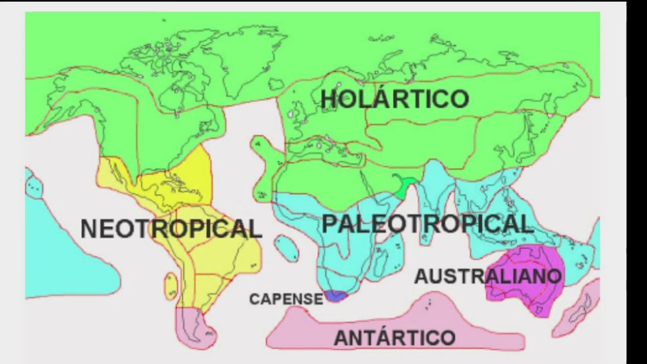 Regiones biogeográficas de México: Región Neártica
