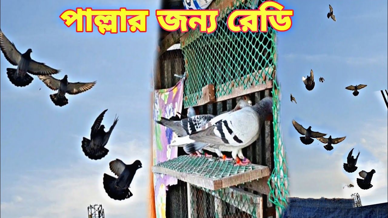 রেসার হুমা কবুতর পাল্লার সময় কি ভাবে ট্রেনিং এবং উড়ানো হয় চলুন দেখে আসি
