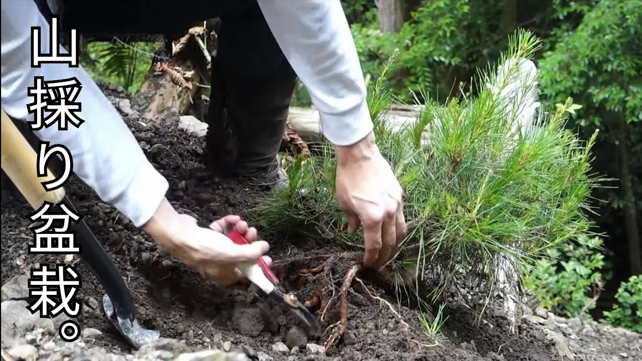 Bonsai diary/盆栽日記　 ♯103「深山から赤松の好素材を山採りして活着を目指す」