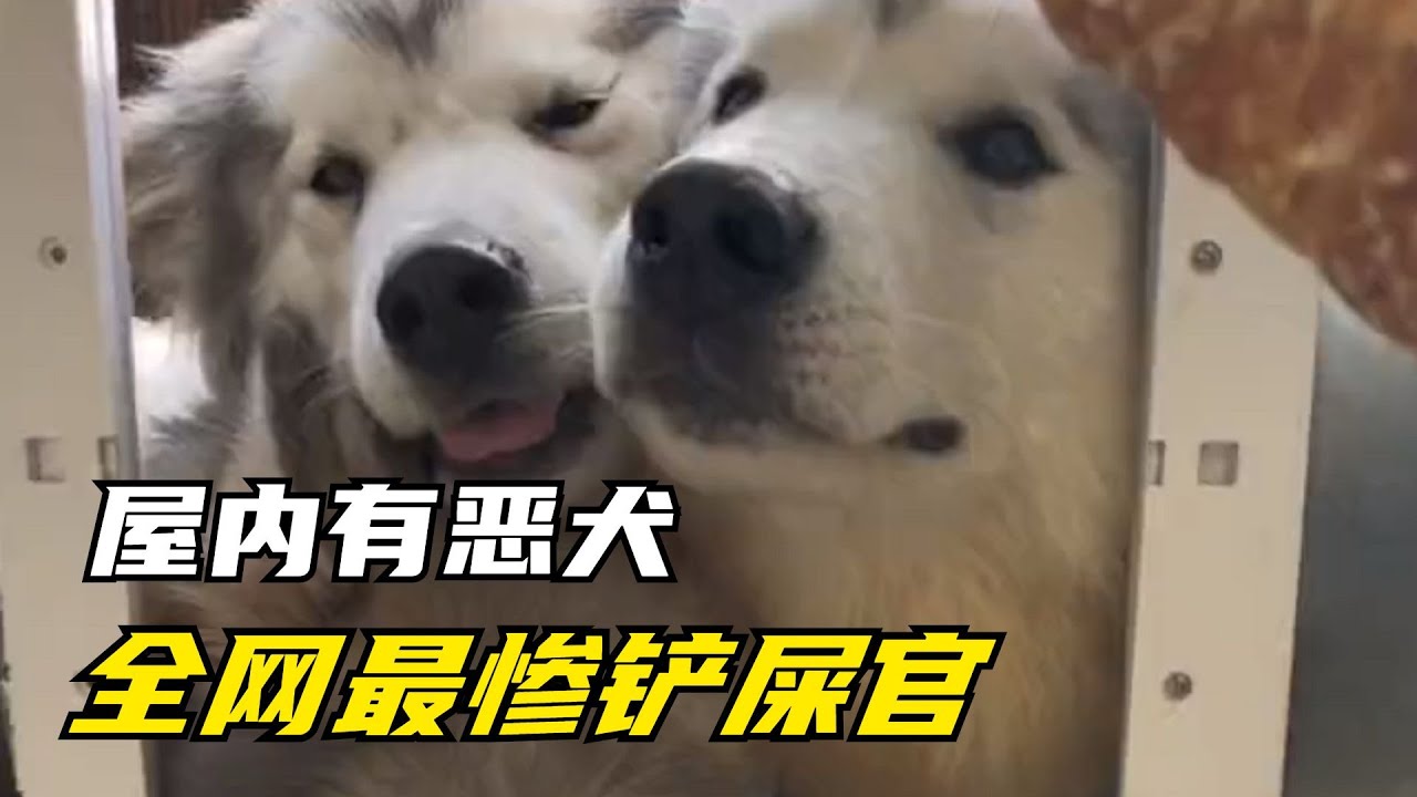 屋内有恶犬：全网最惨铲屎官，精装房成毛坯，训犬师都闻风而逃？【西瓜名人榜】
