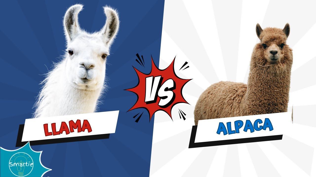 Llama vs. Alpaca Discover the Differences | Learn about Animals | Kids Educational Video | Toddlers