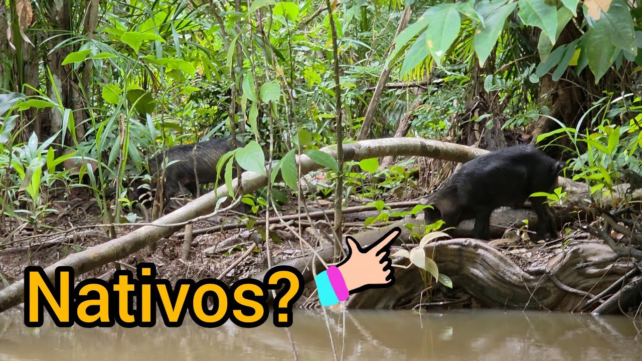 Mas uma caçada top: tirei dúvidas dos inscritos, vejam!