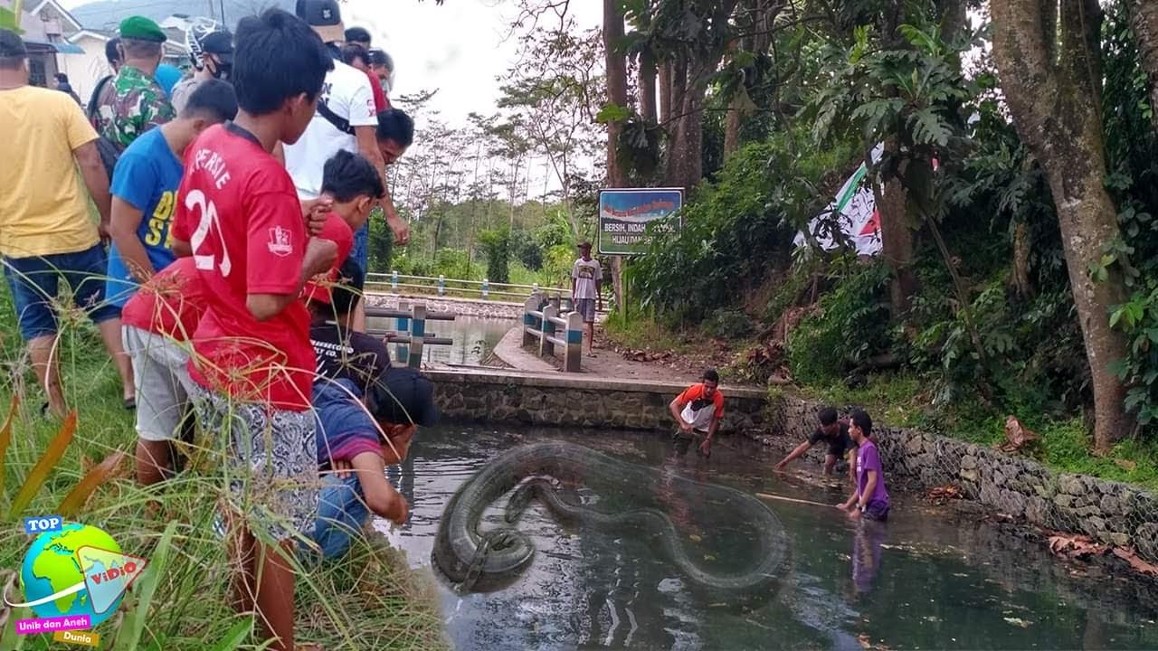Cerita Misteri Ular Raksasa Penunggu Sumber Jiput!! Hingga Dapat Rubah Solar Eskavator Jadi Air....