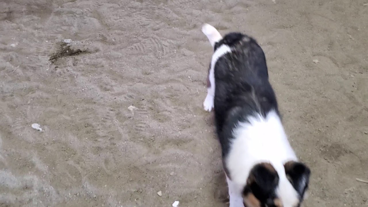 Training a Stockdog