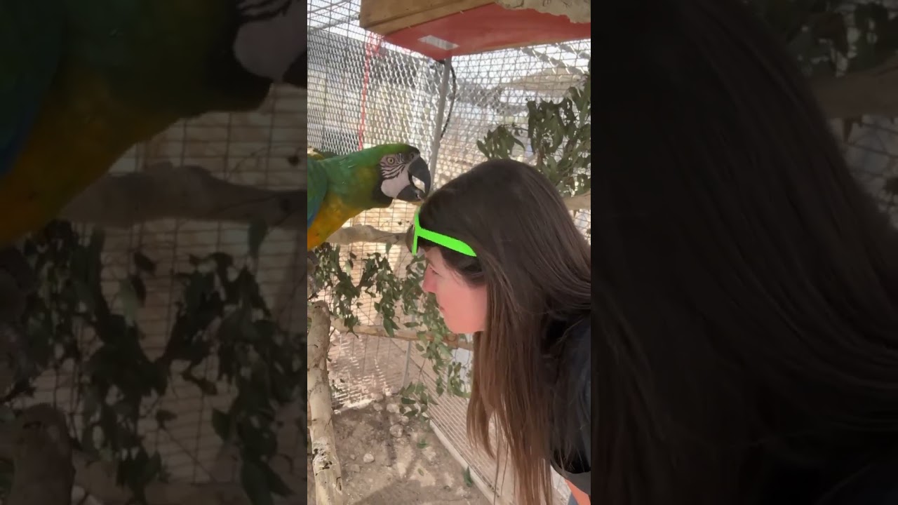 Millie the Miligold Macaw with Keeper Meghan
