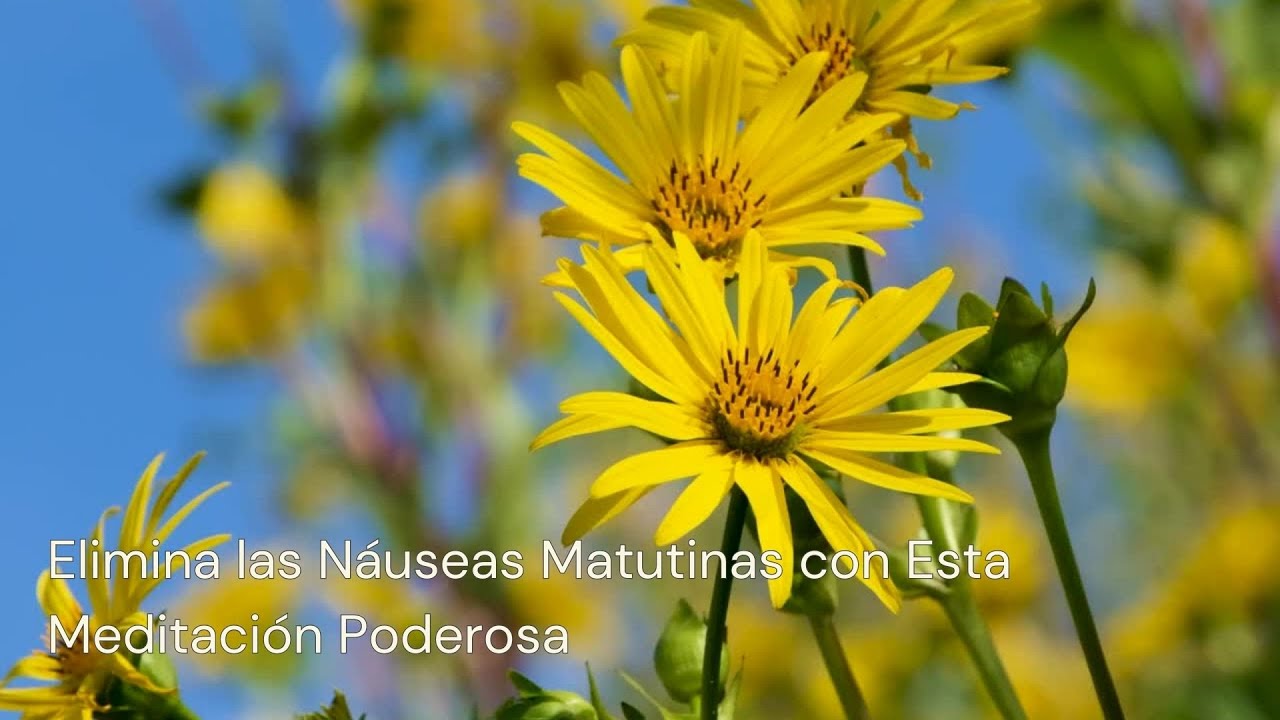 Meditación Anti-Náuseas: Alivio para las Mañanas del Embarazo