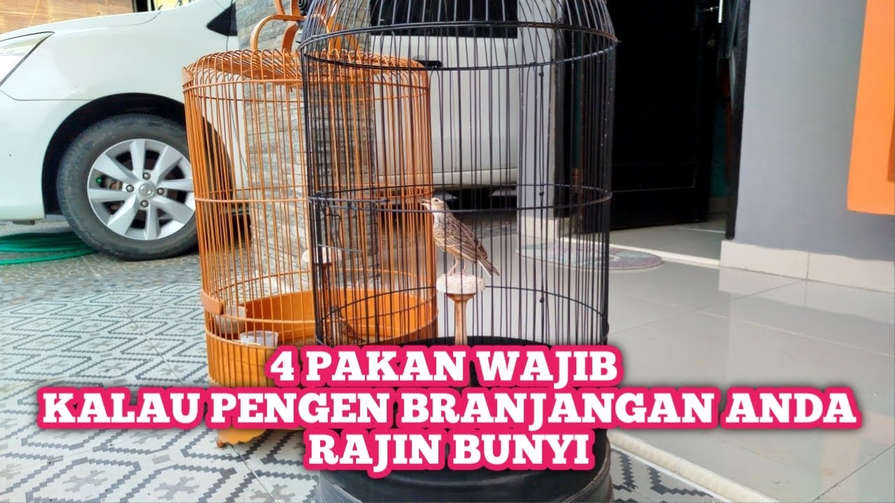 4 JENIS PAKAN BRANJANGAN YANG AMPUH BIKIN BRANJANGAN JADI RAJIN BUNYI