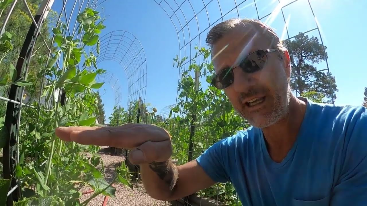 Homemade Drip Irrigation For FREE??...