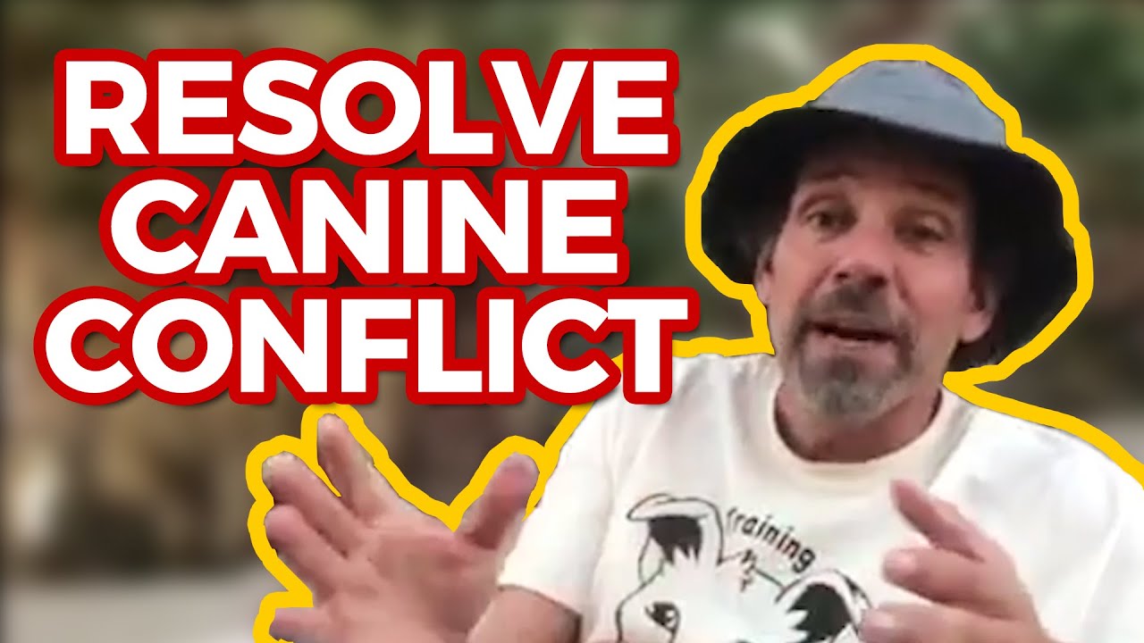 Issues with your dog?
