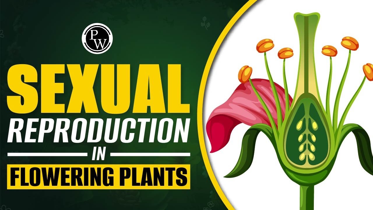 SEXUALL REPRODUCTION IN FLOWERING PLANTS 🌱 NEET 2026 COMPLETE