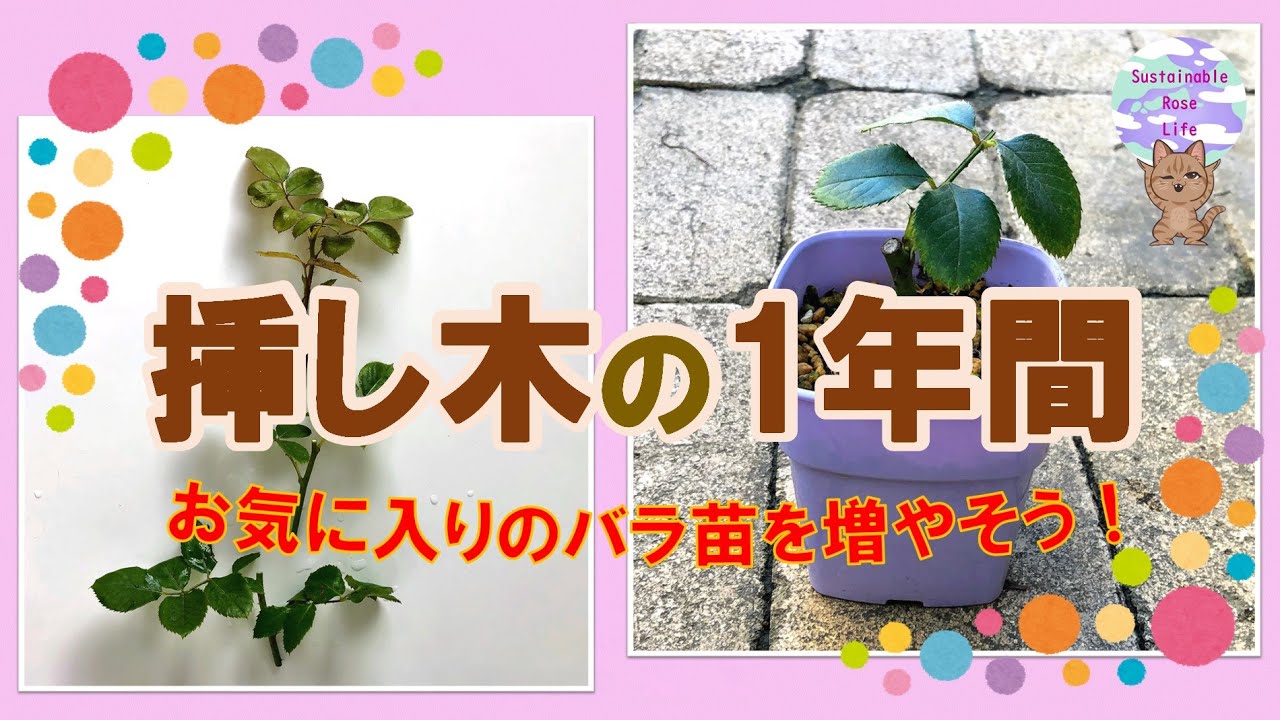 【挿し木の1年間】お気に入りのバラ苗を増やそう！